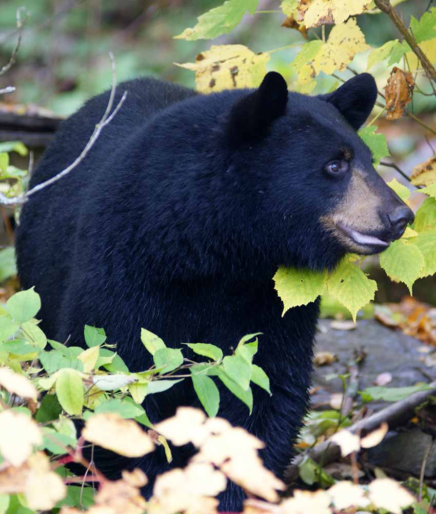 voyage organisé chasse à l'ours noir