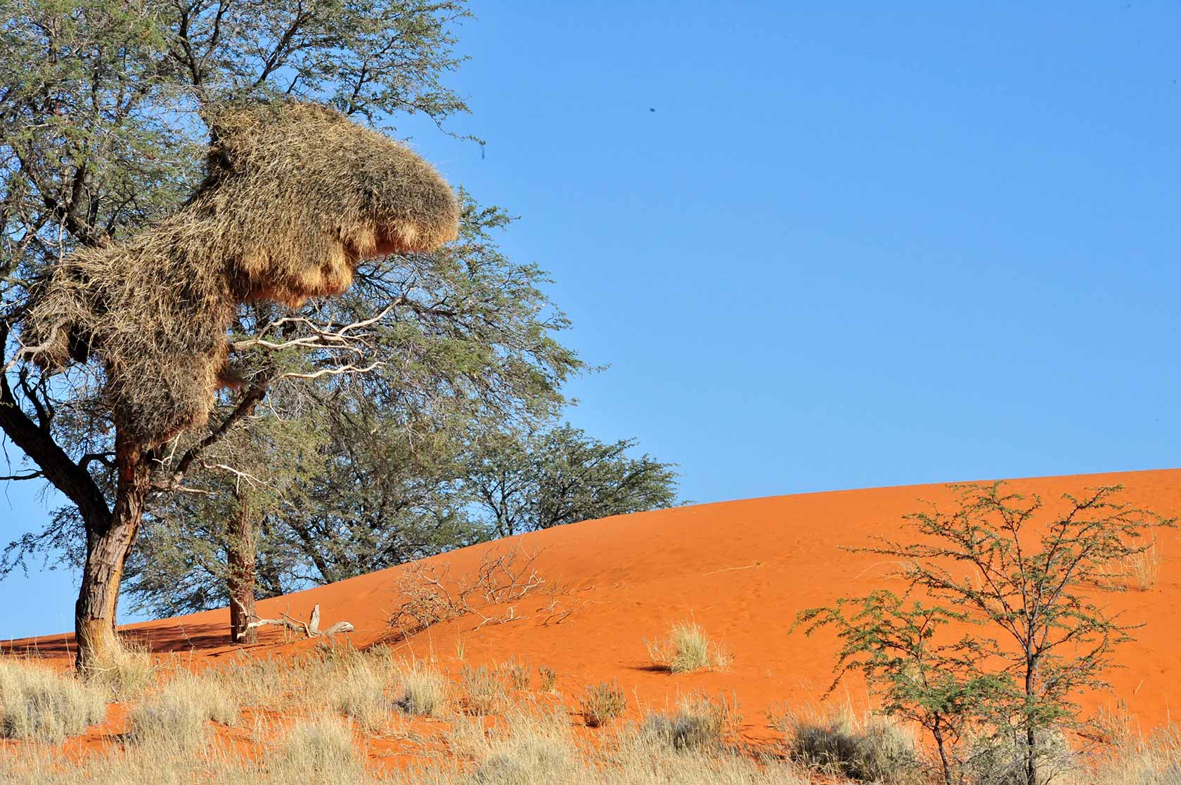 organizer expedition safari hunting in Namibia
