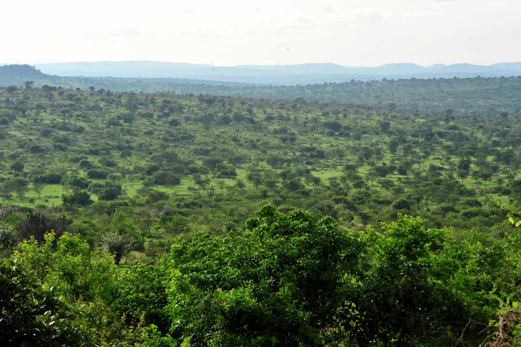 organizer expedition safari hunting in Uganda