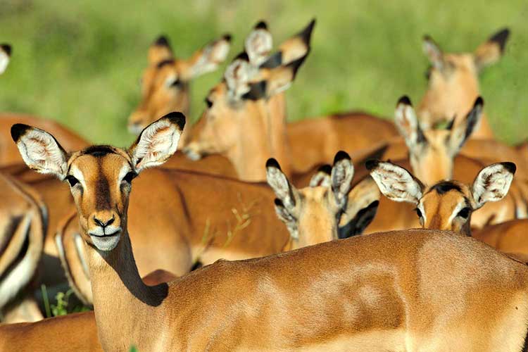 séjour organisé de grande chasse en Afrique du Sud