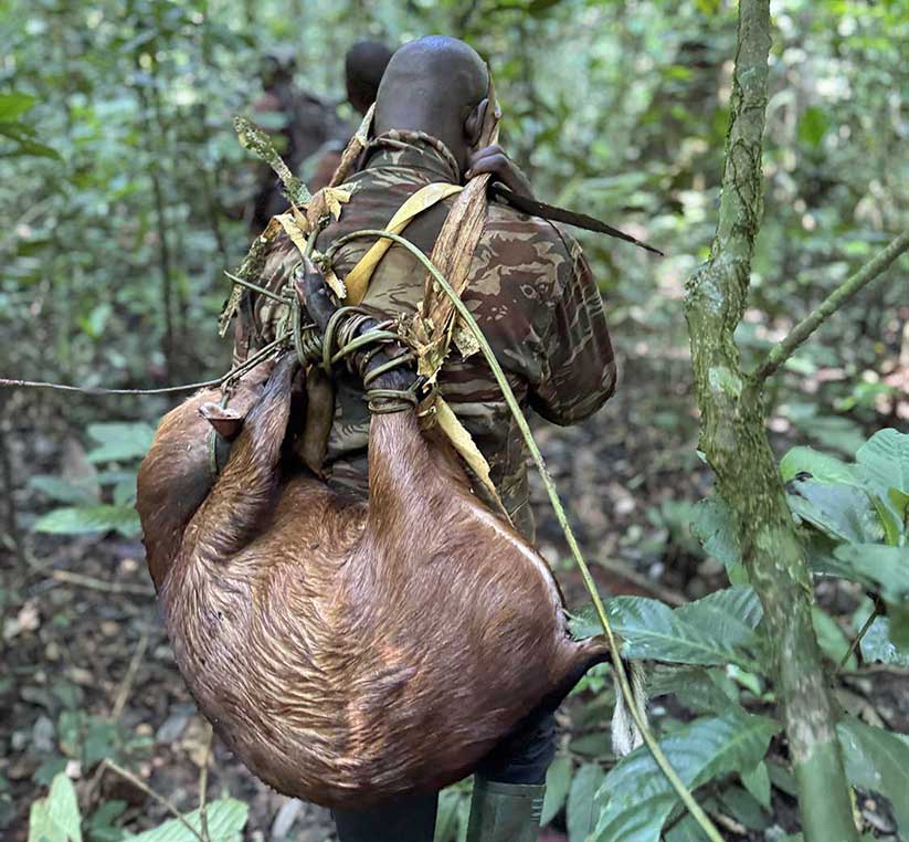 séjour organisé de chasse au Cameroun