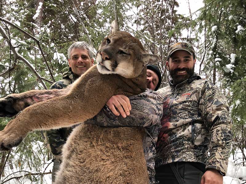 séjour organisé de chasse au cougar en Colombie Britannique