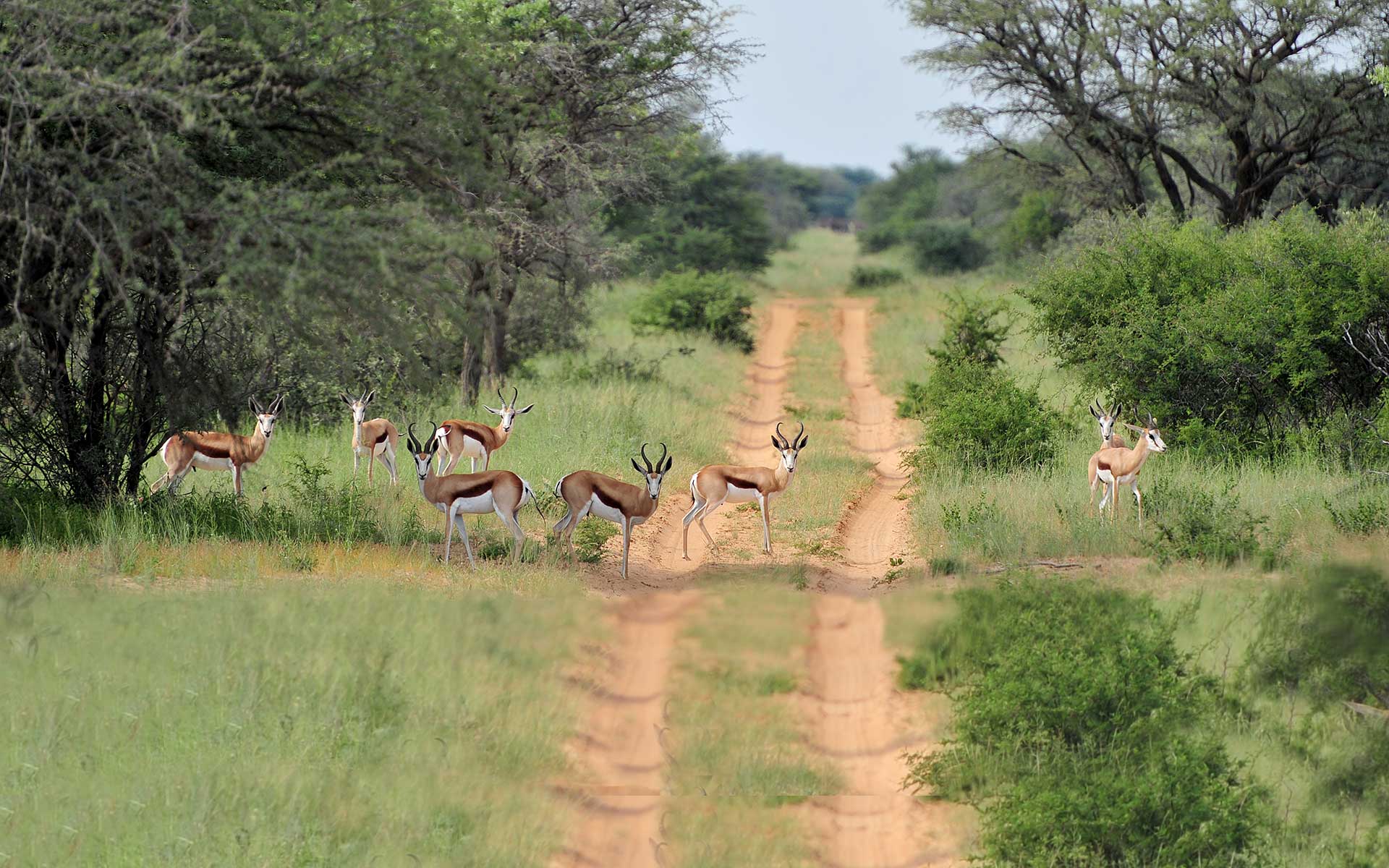 safari hunting expedition in south africa