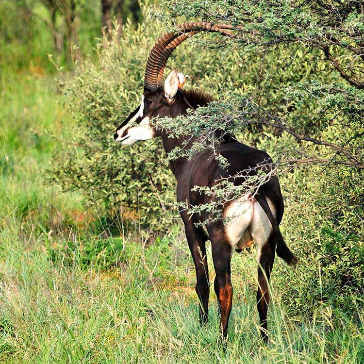 voyage organisée grande chasse en Afrique du Sud