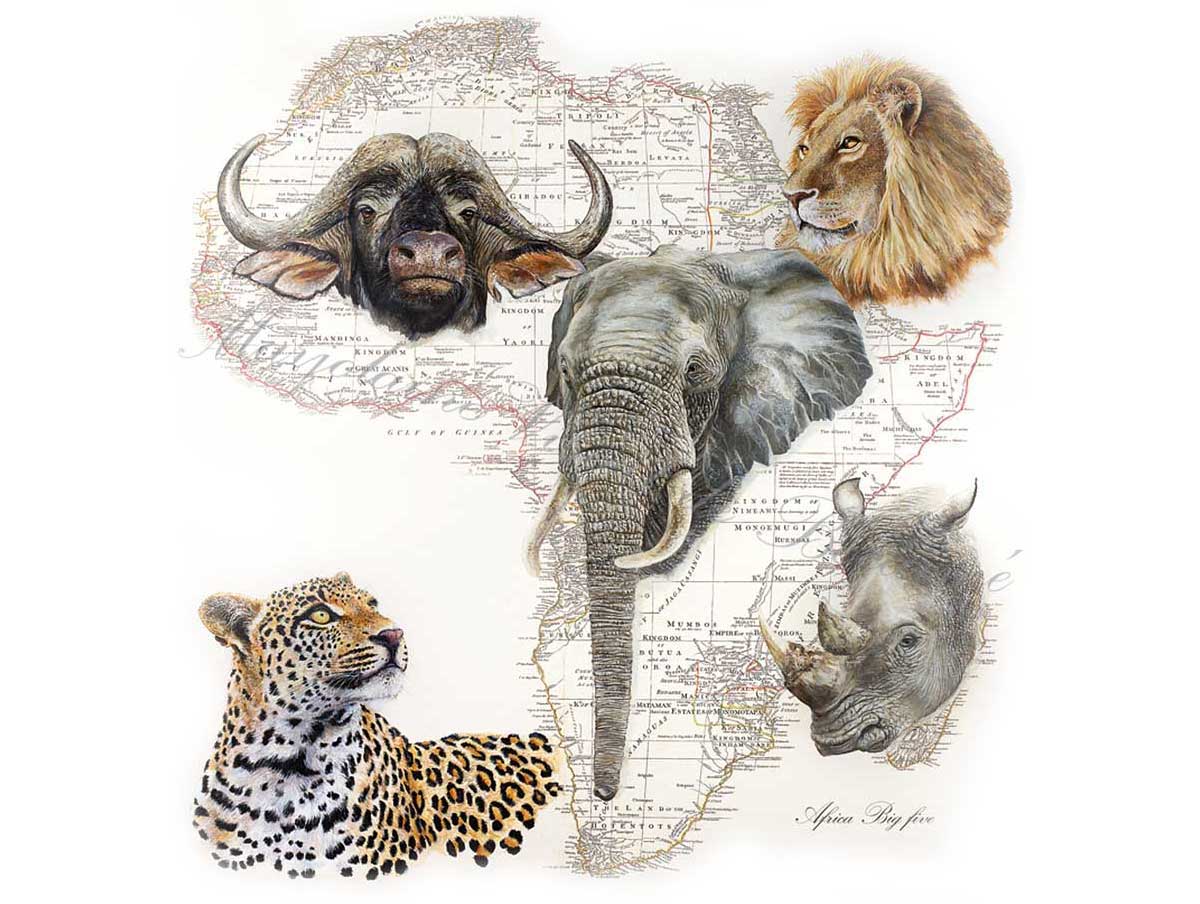 illustration faune afrique du sud safari expédition en afrique du sud