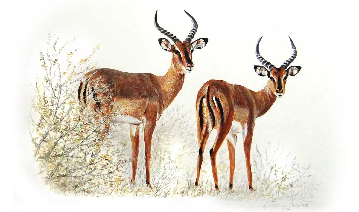 illustration faune afrique du sud safari expédition en afrique du sud