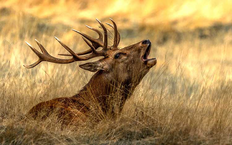 voyage organisé Chasse au Cerf au brame en Bulgarie