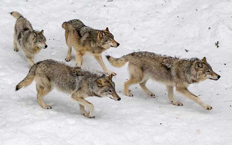 organisation séjours de chasse afrique europe amériques océanie eurasie