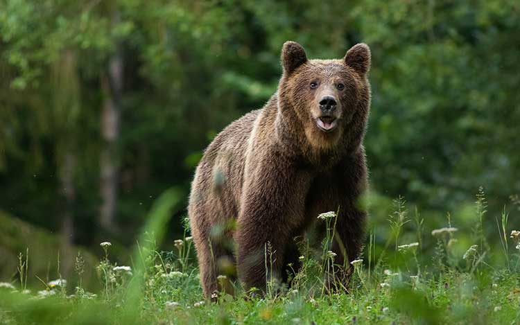voyage organisé Chasse à l'ours brun d'Europe en bulgarie