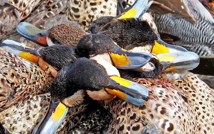 organisation séjours de chasse afrique europe amériques océanie eurasie