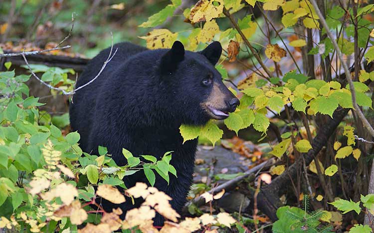 organisation séjours de chasse afrique europe amériques océanie eurasie