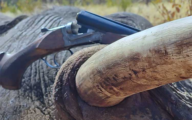 organisation séjours de chasse afrique europe amériques océanie eurasie