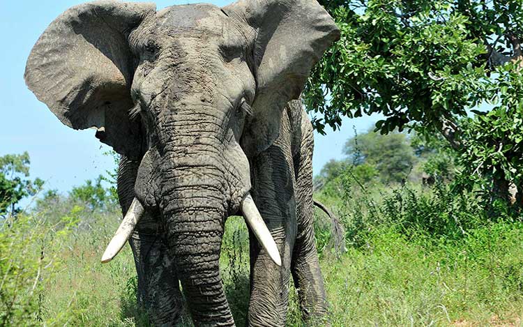 organisation séjours de chasse afrique europe amériques océanie eurasie