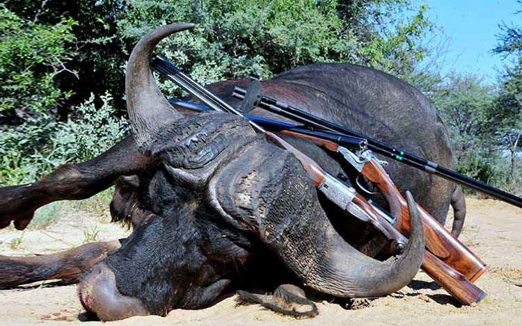 organisation séjours de chasse afrique europe amériques océanie eurasie