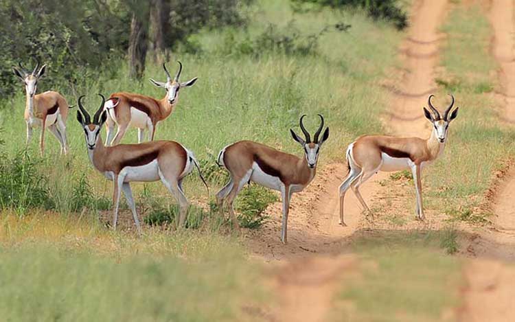 organisation séjours de chasse afrique europe amériques océanie eurasie