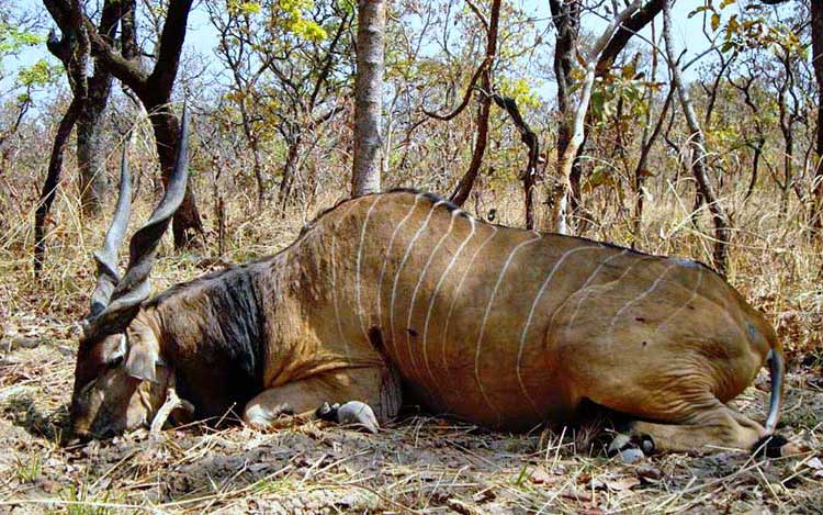 voyage organisé Chasse Safari en savane au Cameroun
