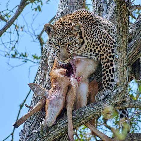 voyage organisé chasse big five namibie afrique australe