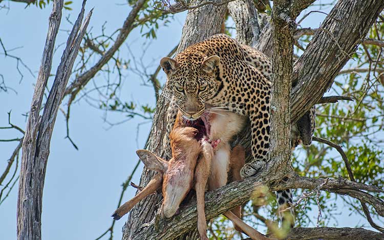 organisation séjours de chasse afrique europe amériques océanie eurasie