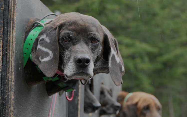 organisation séjours de chasse afrique europe amériques océanie eurasie