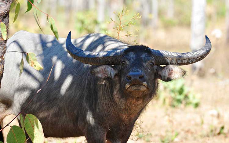 organisation séjours de chasse afrique europe amériques océanie eurasie