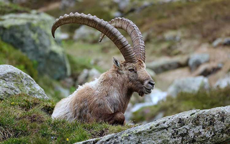organisation séjours de chasse afrique europe amériques océanie eurasie