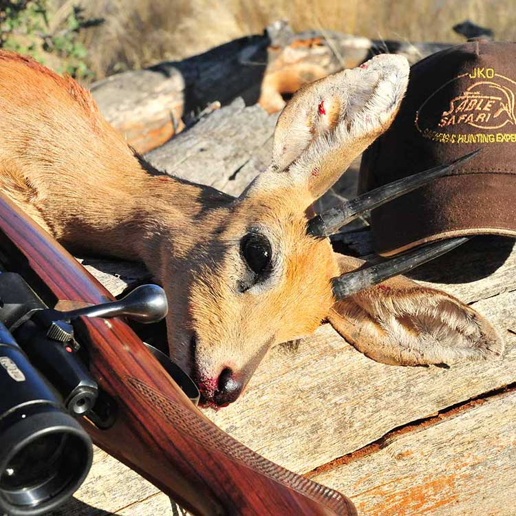 voyage organisé chasse grands gibiers namibie afrique australe