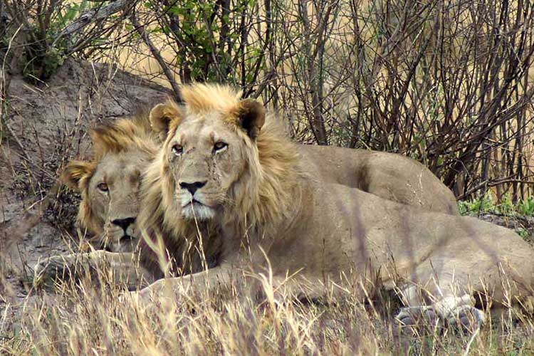 séjour organisé de chasse au Zimbabwe, au Mozambique ou en Zambie