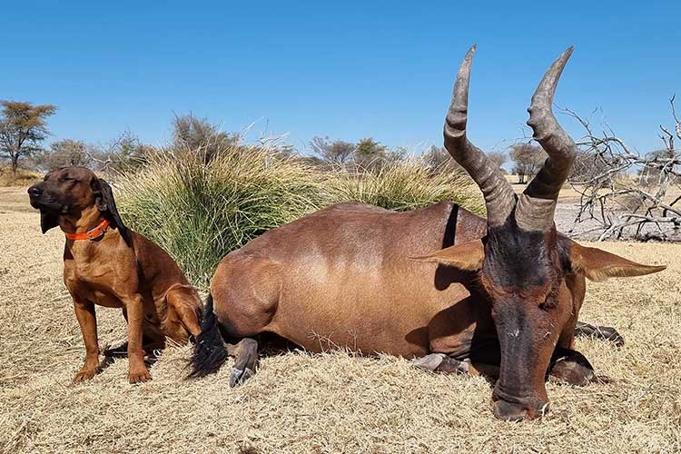 Sable Safari Hunting - Expédition chasse en Namibie